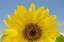 Picture of SUNNY SUNFLOWER 