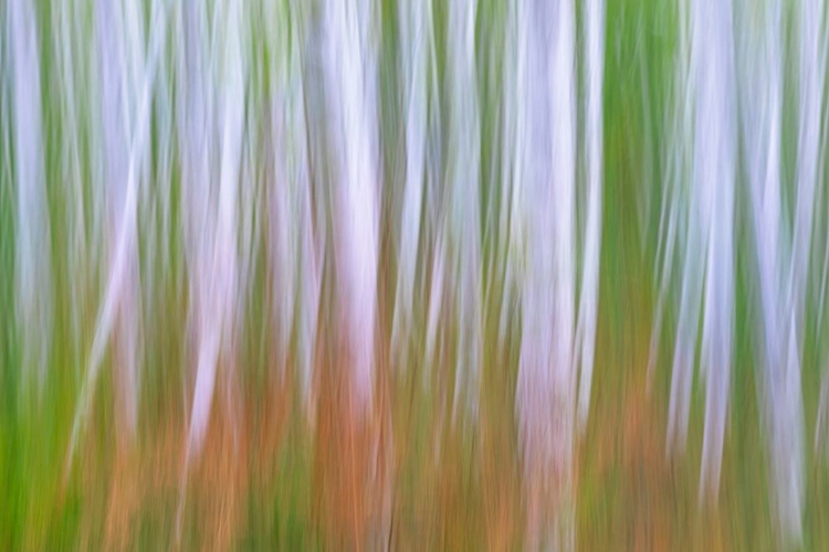 Picture of WASHINGTON STATE-SEABECK YOUNG ALDER GROVE AND BRACKEN FERNS IN FALL 