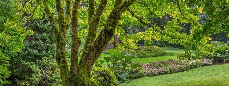 Picture of WASHINGTON STATE-BAINBRIDGE ISLAND PANORAMIC OF GARDEN 