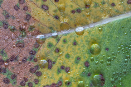 Picture of WASHINGTON STATE-SEABECK RAIN DROPS ON FALLEN SALAL LEAF 