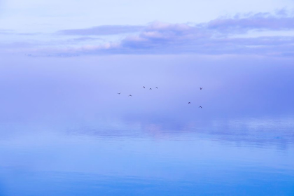 Picture of WASHINGTON STATE-SEABECK DUCKS FLYING OVER HOOD CANAL 