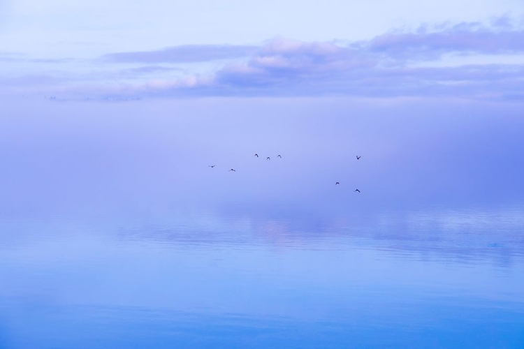 Picture of WASHINGTON STATE-SEABECK DUCKS FLYING OVER HOOD CANAL 