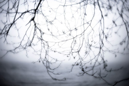 Picture of WASHINGTON STATE-SEABECK ALDER BRANCHES IN WINTER AND HOOD CANAL 