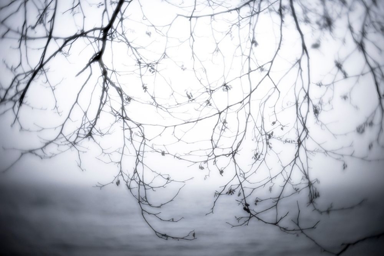 Picture of WASHINGTON STATE-SEABECK ALDER BRANCHES IN WINTER AND HOOD CANAL 