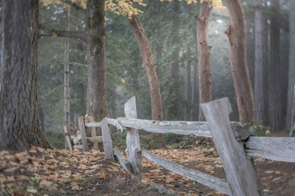 Picture of WASHINGTON STATE-SEABECK SPLIT-RAIL FENCE AND FOREST 