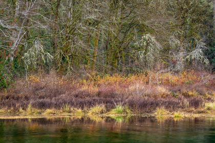 Picture of WASHINGTON STATE-HOOD CANAL FOREST REFLECTS IN CANAL 