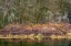 Picture of WASHINGTON STATE-HOOD CANAL FOREST REFLECTS IN CANAL 