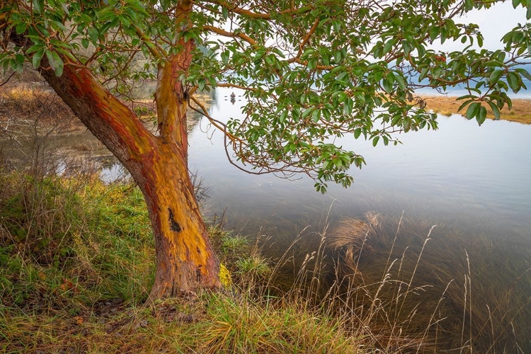 Picture of WASHINGTON STATE-HOLLY MADRONE TREE NEXT TO HOOD CANAL 