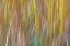 Picture of WASHINGTON STATE-SEABECK ABSTRACT OF ORNAMENTAL GRASSES 