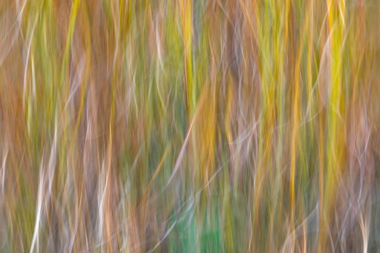 Picture of WASHINGTON STATE-SEABECK ABSTRACT OF ORNAMENTAL GRASSES 