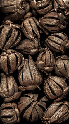 Picture of WASHINGTON STATE-SEABECK HAWAIIAN AUTOGRAPH TREE SEEDPODS 