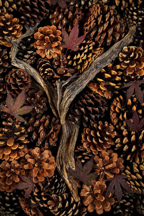 Picture of WASHINGTON STATE-SEABECK PINE CONES AND FALL LEAVES 