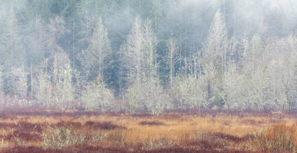 Picture of WASHINGTON STATE-DEWATTO PANORAMIC OF AUTUMN MEADOW AND FOREST 