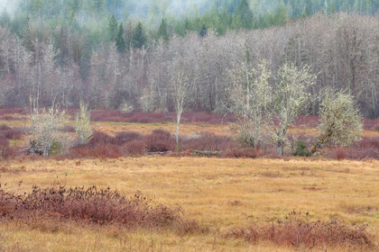 Picture of WASHINGTON STATE-DEWATTO AUTUMN MEADOW AND FOREST 