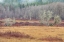 Picture of WASHINGTON STATE-DEWATTO AUTUMN MEADOW AND FOREST 