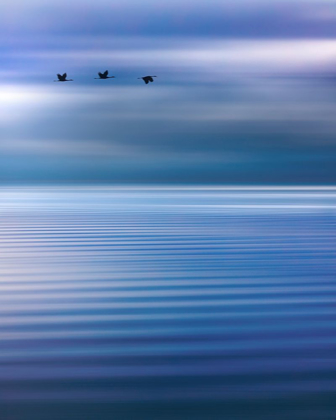 Picture of WASHINGTON STATE-SEABECK COMPOSITE OF BIRDS FLYING OVER HOOD CANAL 