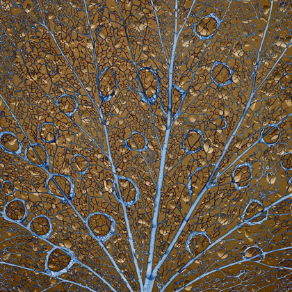 Picture of AN ABSTRACTION OF WATER DROPS ON A SKELETONIZED COTTONWOOD LEAF 