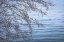 Picture of WASHINGTON STATE-SEABECK ALDER BRANCHES IN WINTER AND HOOD CANAL 