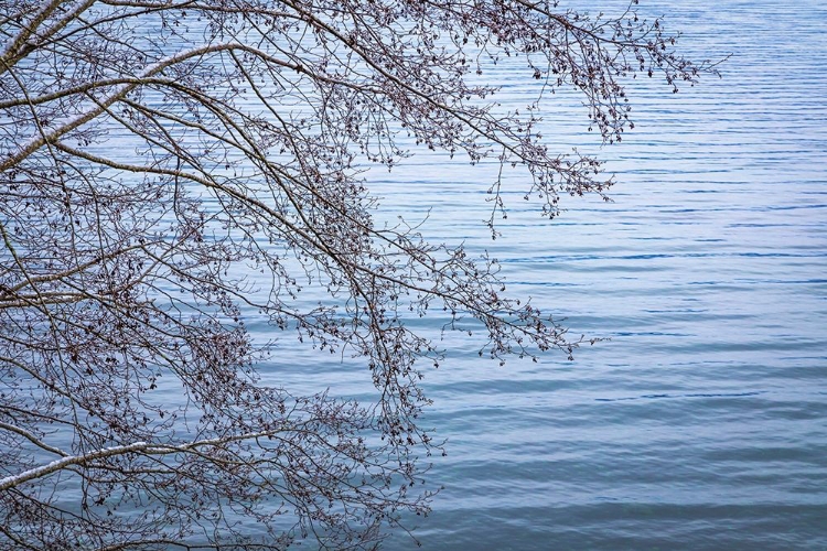 Picture of WASHINGTON STATE-SEABECK ALDER BRANCHES IN WINTER AND HOOD CANAL 