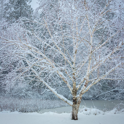 Picture of WASHINGTON STATE-SEABECK SNOW-COVERED BIRCH TREE 