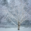Picture of WASHINGTON STATE-SEABECK SNOW-COVERED BIRCH TREE 