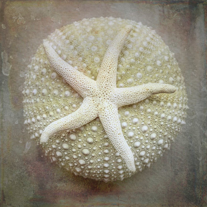 Picture of WASHINGTON STATE-SEABECK SEA STAR ON SEA URCHIN 