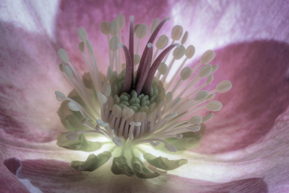 Picture of WASHINGTON STATE-SEABECK HELLEBORE BLOSSOM CLOSE-UP 