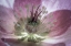 Picture of WASHINGTON STATE-SEABECK HELLEBORE BLOSSOM CLOSE-UP 