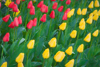 Picture of WASHINGTON STATE-SKAGIT VALLEY ABSTRACT OF TULIPS AND DAFFODILS
