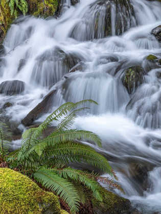 Picture of WASHINGTON STATE-OLYMPIC NATIONAL FOREST SWORD FERN AND CASCADING STREAM