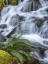 Picture of WASHINGTON STATE-OLYMPIC NATIONAL FOREST SWORD FERN AND CASCADING STREAM