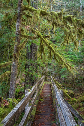 Picture of WASHINGTON STATE-OLYMPIC NATIONAL PARK WALKWAY THROUGH BIGLEAF MAPLES FOREST