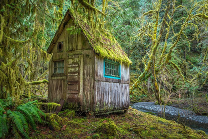 Picture of WASHINGTON STATE-OLYMPIC NATIONAL PARK TOLKIEN-LIKE ABANDONED CABIN