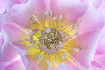 Picture of WASHINGTON STATE-SEABECK HELLEBORE BLOSSOM CLOSE-UP