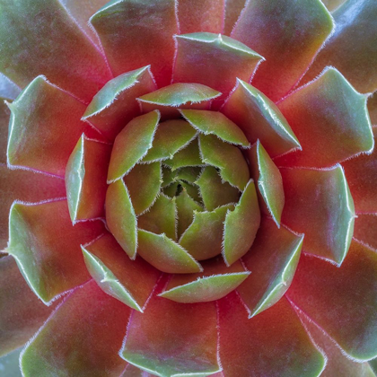Picture of WASHINGTON STATE-SEABECK CLOSE-UP OF SEMPERVIVUM RUBY HEART PLANT