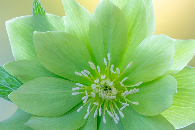 Picture of WASHINGTON STATE-SEABECK HELLEBORUS JADE TIGER FLOWER CLOSE-UP