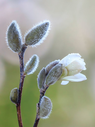 Picture of WASHINGTON STATE-SEABECK MAGNOLIA BLOSSOM OPENING FROM BUD