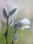 Picture of WASHINGTON STATE-SEABECK MAGNOLIA BLOSSOM OPENING FROM BUD