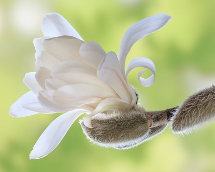 Picture of WASHINGTON STATE-SEABECK CLOSE-UP OF TULIP MAGNOLIA BLOSSOM EMERGING FROM BUD