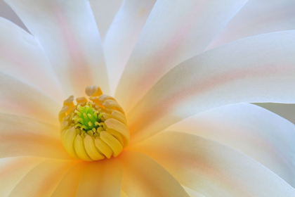 Picture of WASHINGTON STATE-SEABECK CLOSE-UP OF TULIP MAGNOLIA BLOSSOM