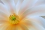 Picture of WASHINGTON STATE-SEABECK CLOSE-UP OF TULIP MAGNOLIA BLOSSOM