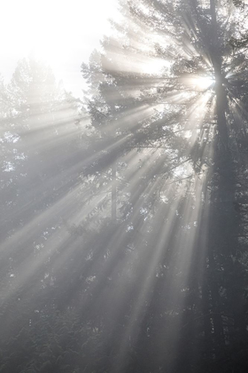 Picture of WASHINGTON STATE-SEABECK GOD RAYS AND FOG IN FOREST