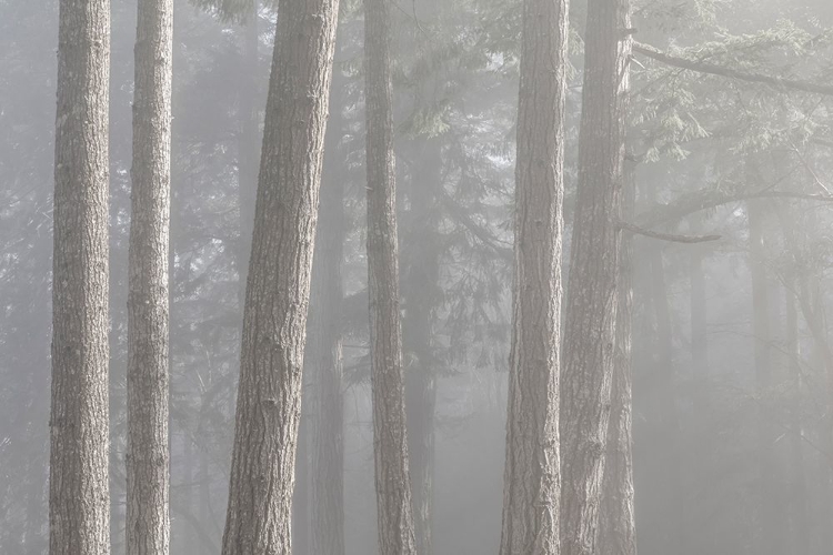 Picture of WASHINGTON STATE-SEABECK FOREST FOG IN SCENIC BEACH STATE PARK