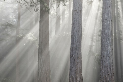 Picture of WASHINGTON STATE-SEABECK GOD RAYS AND FOG IN FOREST