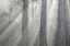 Picture of WASHINGTON STATE-SEABECK GOD RAYS AND FOG IN FOREST