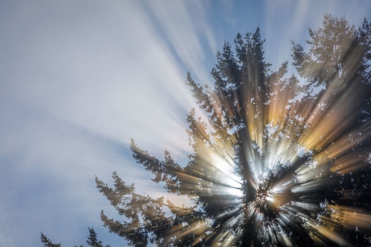 Picture of WASHINGTON STATE-SEABECK MORNING SUNBURST IN TREE