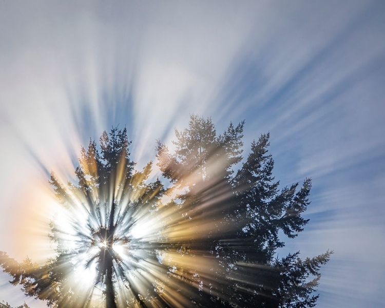 Picture of WASHINGTON STATE-SEABECK MORNING SUNBURST IN TREE