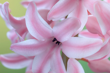 Picture of WASHINGTON STATE-SEABECK DETAIL OF HYACINTH BLOSSOMS