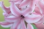 Picture of WASHINGTON STATE-SEABECK DETAIL OF HYACINTH BLOSSOMS
