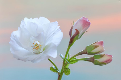 Picture of WASHINGTON STATE-SEABECK FLOWERING CHERRY BLOSSOM AND BUDS